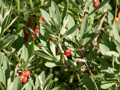 Daphne alpina