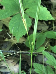 Carex oligocarpa