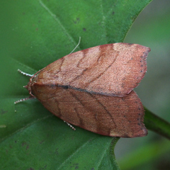 Macrochthonia fervens