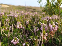Erica vagans