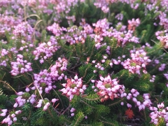Erica vagans