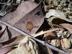 Opisthopsis jocosa