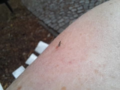 Diptera