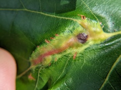 Callirhytis pigra