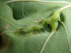 Callirhytis pigra