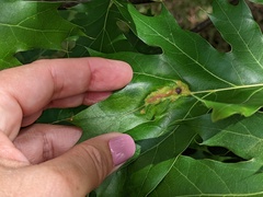 Callirhytis pigra