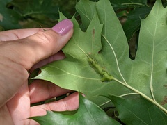 Callirhytis pigra