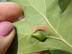 Callirhytis pigra