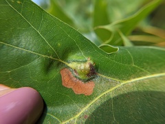 Callirhytis pigra