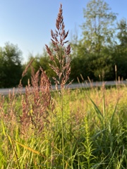 Calamagrostis epigejos
