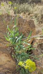 Bupleurum gibraltaricum