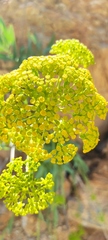 Bupleurum gibraltaricum