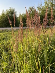Calamagrostis epigejos