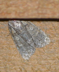 Acronicta modica