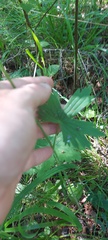 Delphinium crassifolium