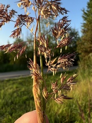 Calamagrostis epigejos