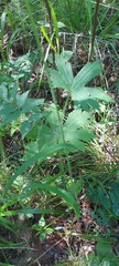Delphinium crassifolium