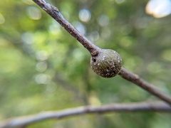 Zapatella quercusmedullae