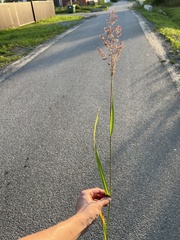 Calamagrostis epigejos