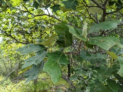 Zapatella quercusmedullae