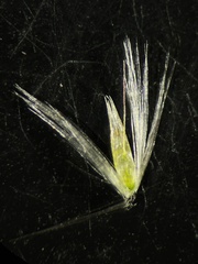 Calamagrostis epigejos
