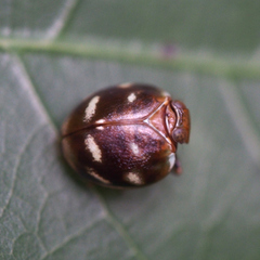Gnezdilovius variabilis
