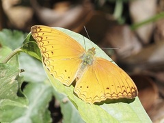 Lachnoptera anticlia