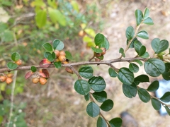 Cotoneaster hjelmqvistii
