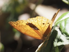 Lachnoptera anticlia