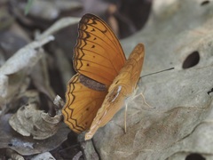 Lachnoptera anticlia