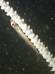 Bryaninops