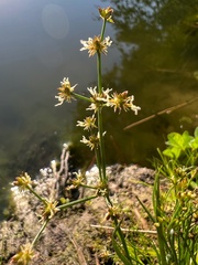 Juncus articulatus