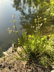 Juncus articulatus