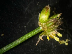 Juncus articulatus