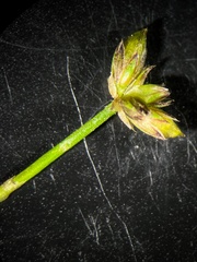 Juncus articulatus
