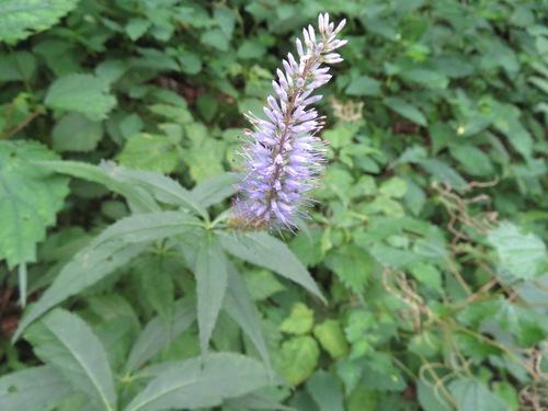 Image of Veronicastrum japonicum by (c) Marco Mussita, some rights reserved (CC BY)