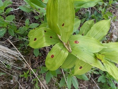 Phyllosticta cruenta