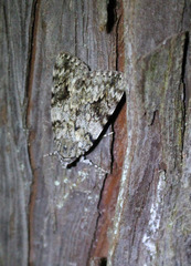 Catocala duplicata