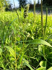 Persicaria lapathifolia