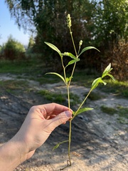 Persicaria lapathifolia