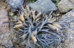 Pelvetia canaliculata