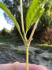 Persicaria lapathifolia