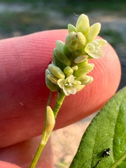 Persicaria lapathifolia
