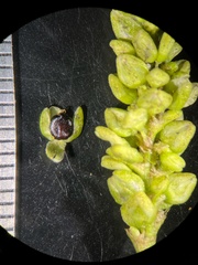Persicaria lapathifolia