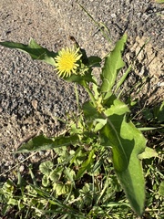 Sonchus oleraceus
