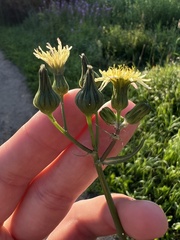 Sonchus oleraceus