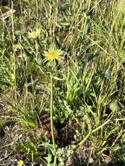 Sonchus oleraceus