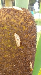 Chilacis typhae