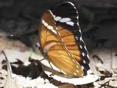 Euphaedra hybrida