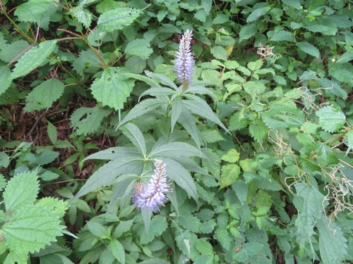 Image of Veronicastrum japonicum by (c) Marco Mussita, some rights reserved (CC BY)